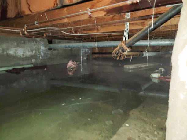 Best Water damage restoration services  in Awendaw, SC